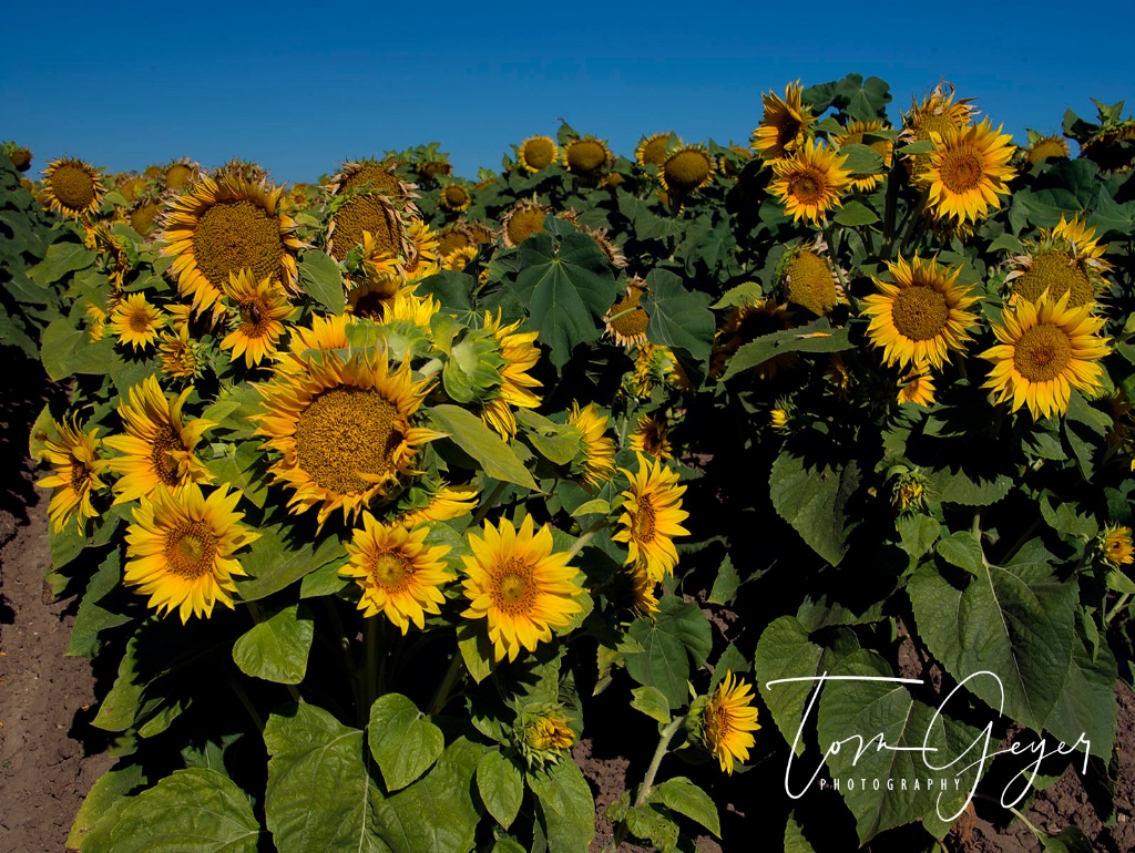 Sunflowers