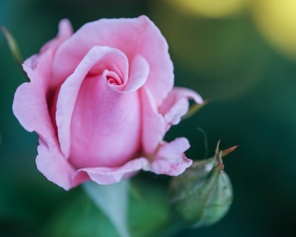 pink rose and bud
