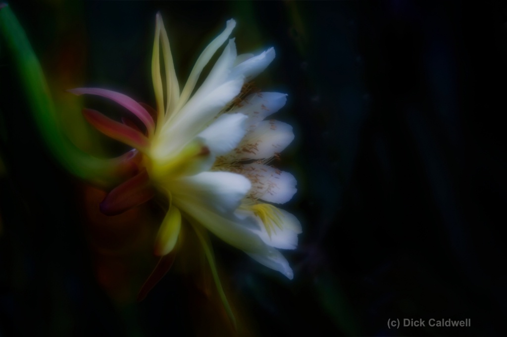 Night Blooming Cereus - Florida; by Dick Caldwell