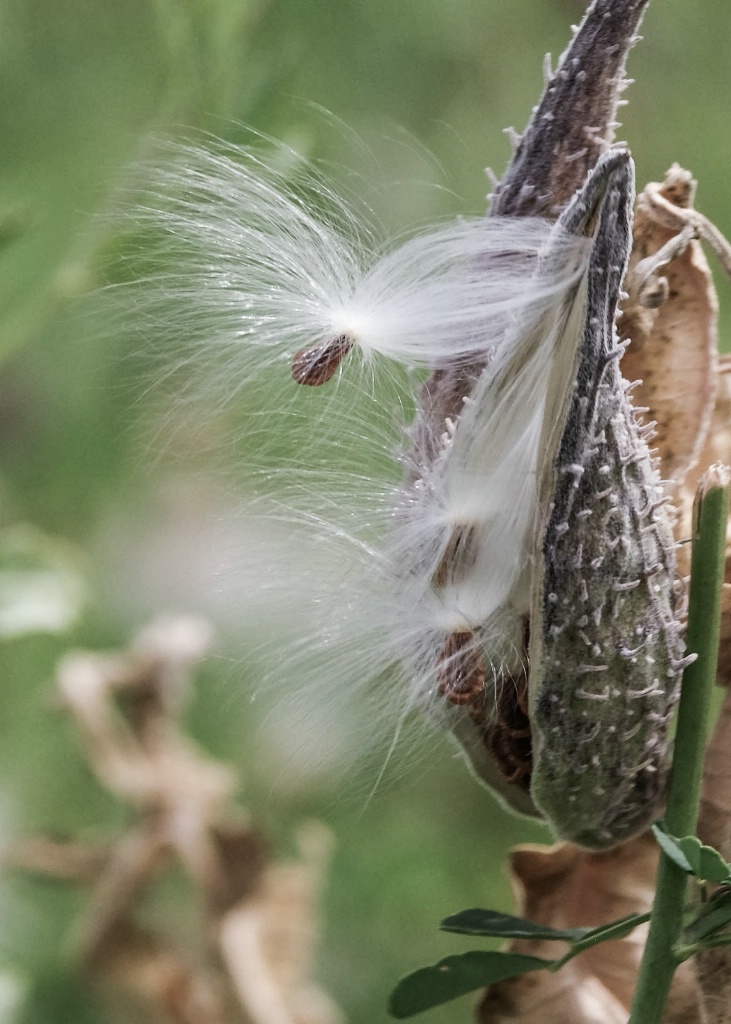 A burst of cotton 