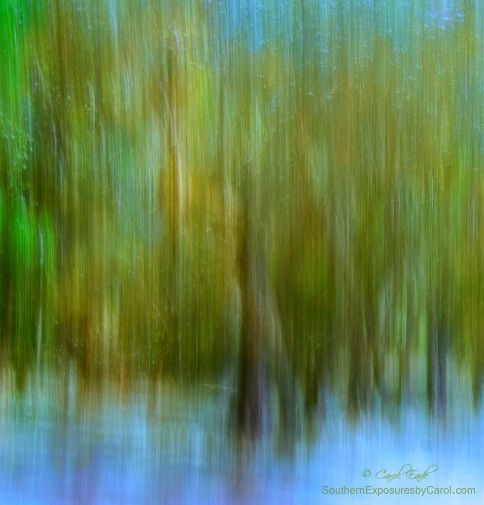 Enchanted Cypress Forest