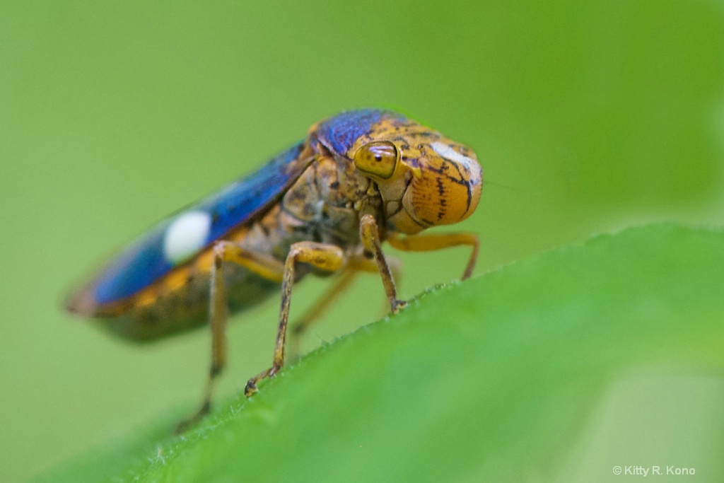 The Smiling Sharpshooter  Leaf Hopper