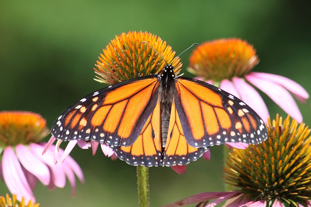 Monarch on a Cone