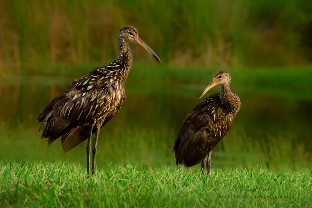 Limpkins