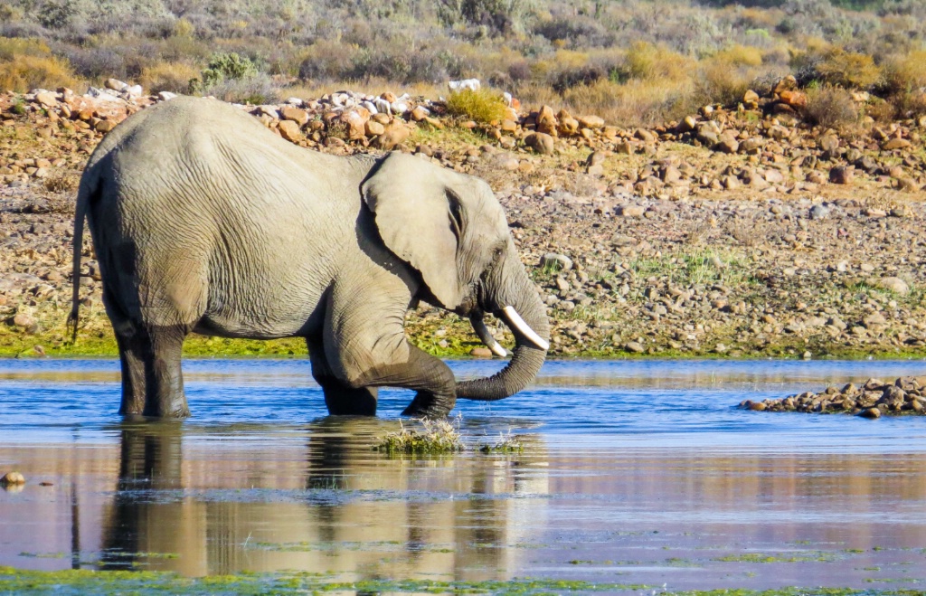 Elephant kid play time 