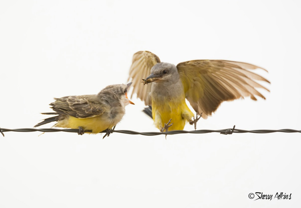 Western Kingbird feeding fledgling