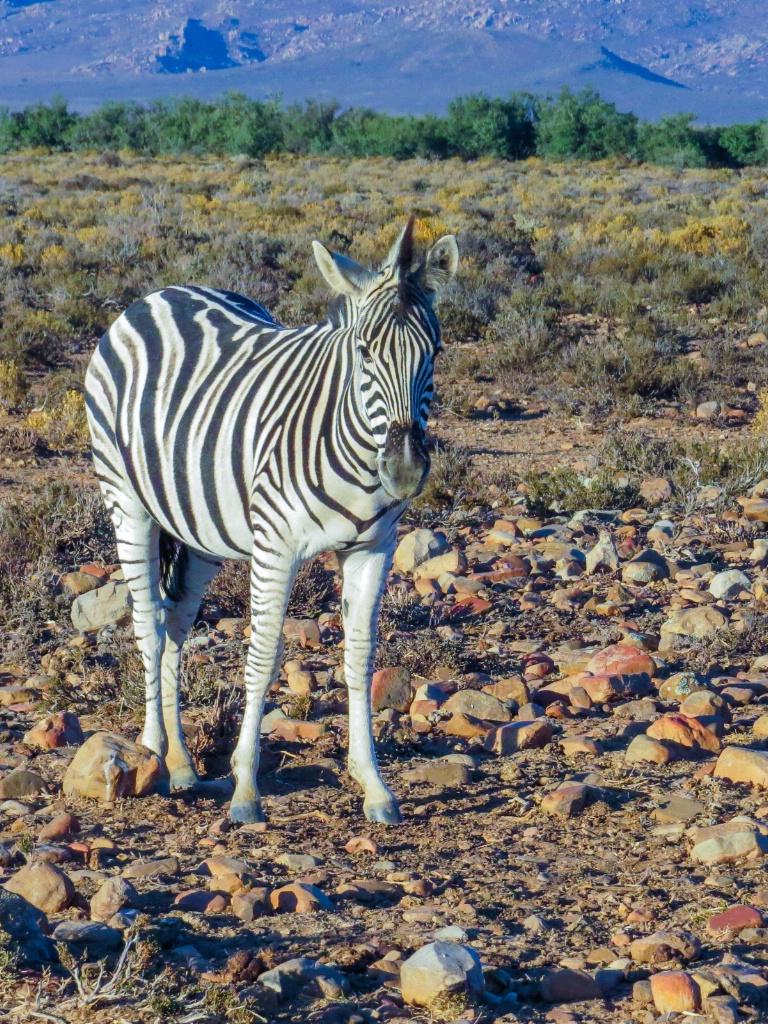 A Zebra hello