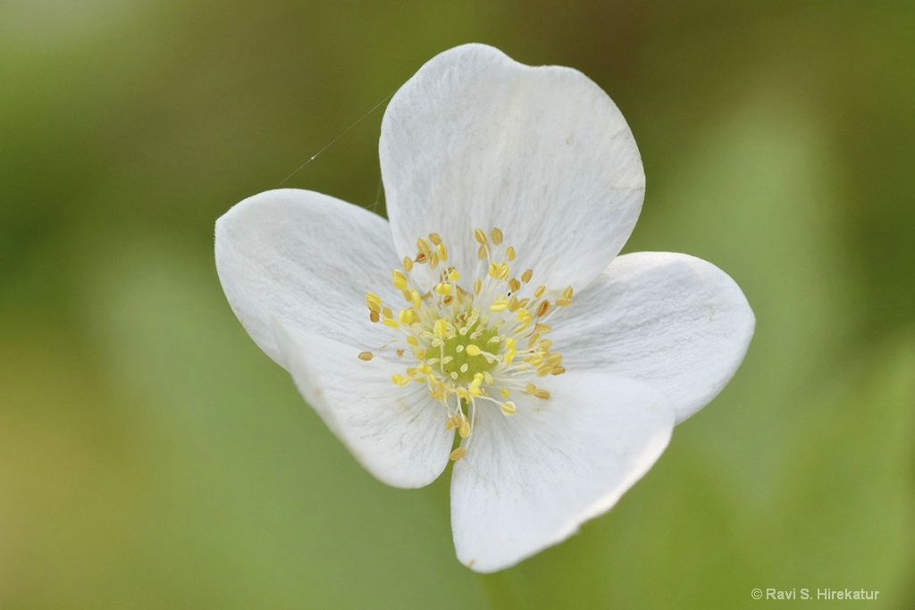 False Rue Anemone