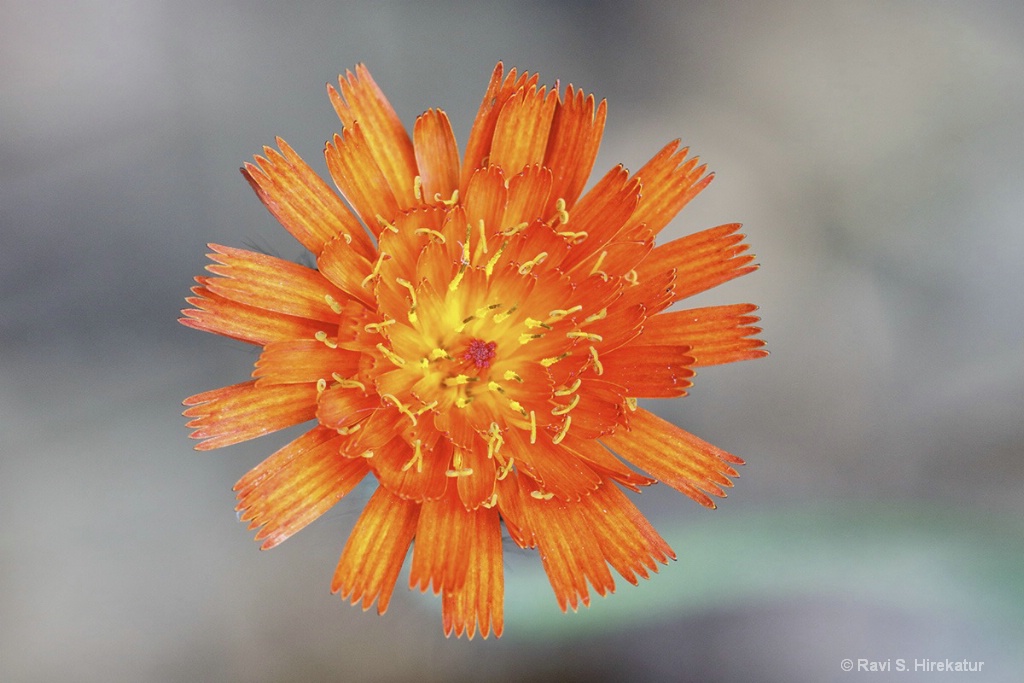 Orange Hawkweed