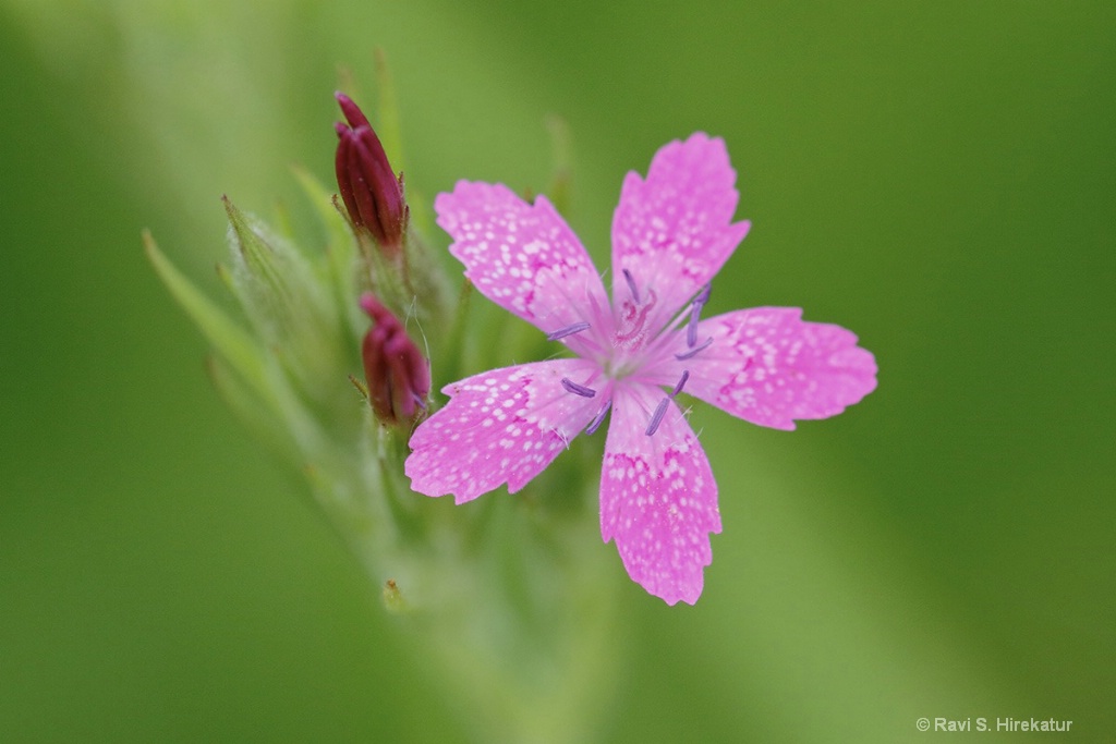 Deptford Pink