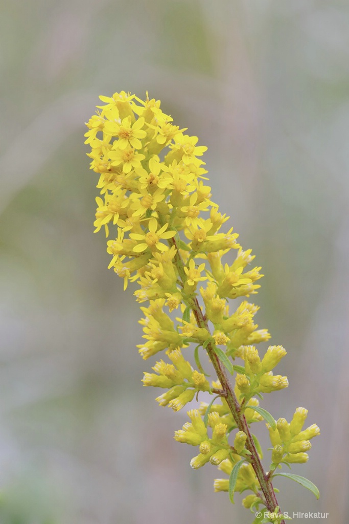 Golden Rod