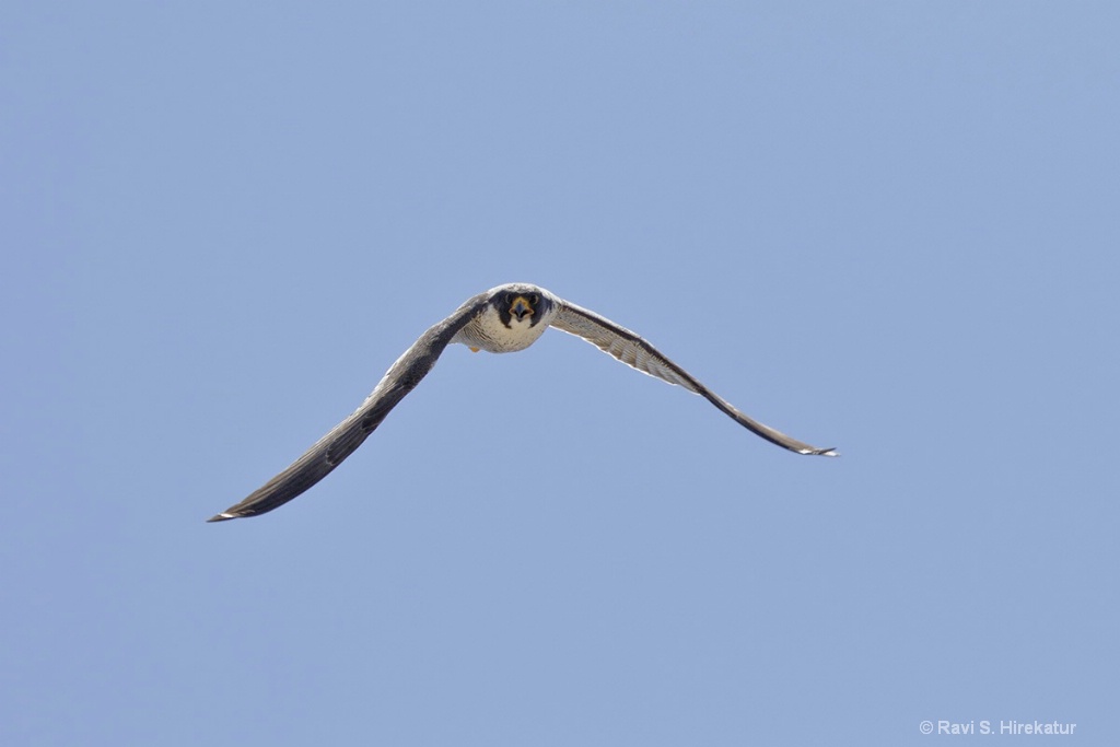 Peregrine Falcon