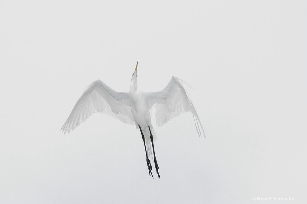 Great Egret