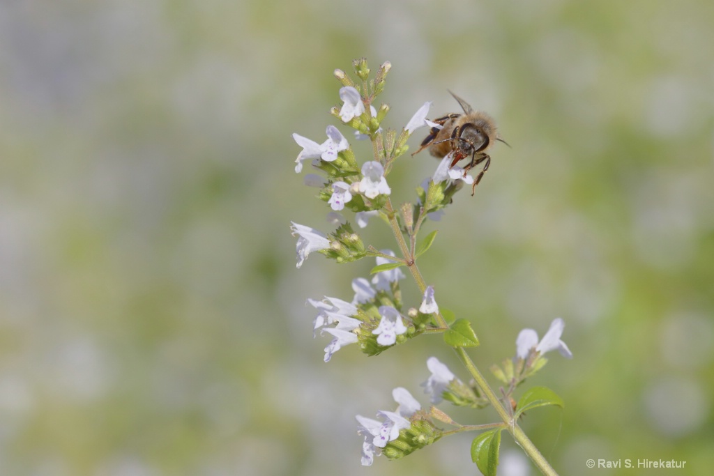 Honeybee on Catnip Flowers