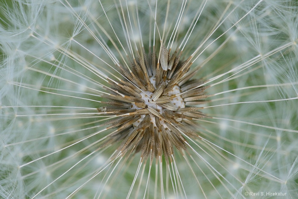 Dandelion seeds