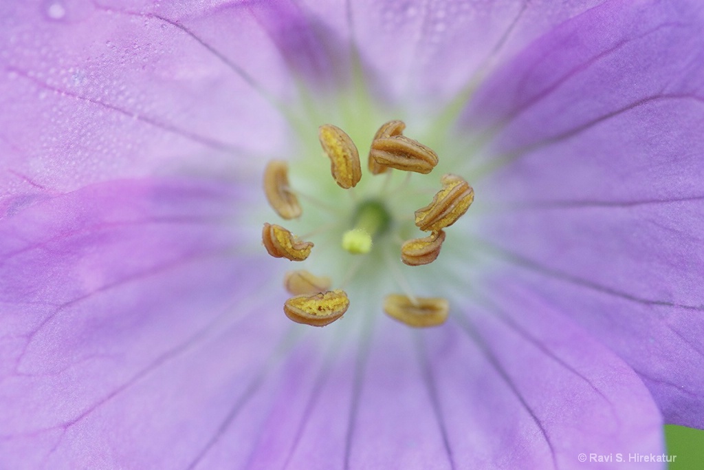 Wild Geranium