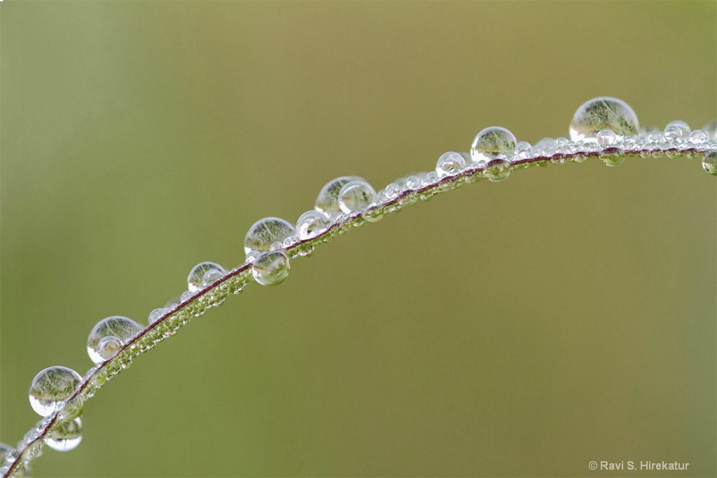 Dew drops on Grass Blade