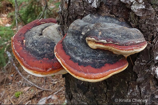 Red-belted Polypore fungus