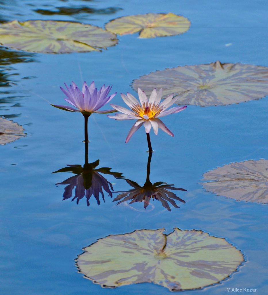 Water Lily Duet