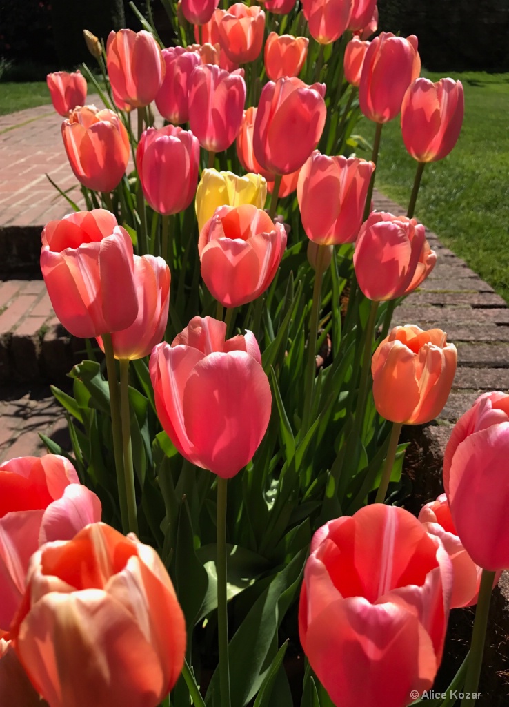 Forever Tulips