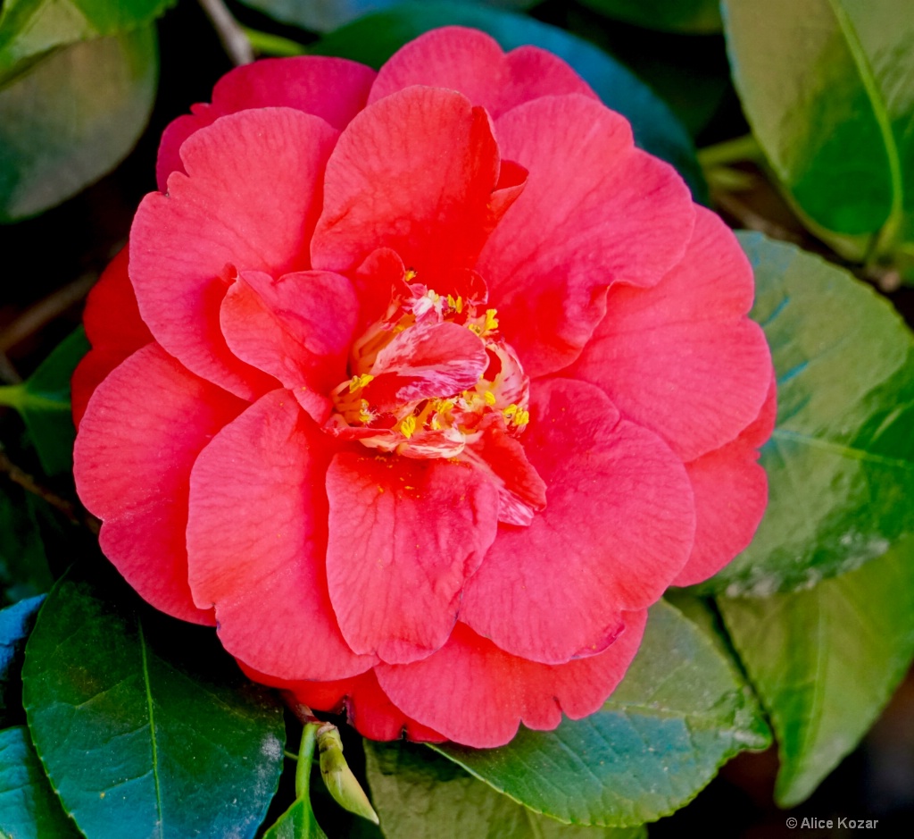 Silky Red Camellia