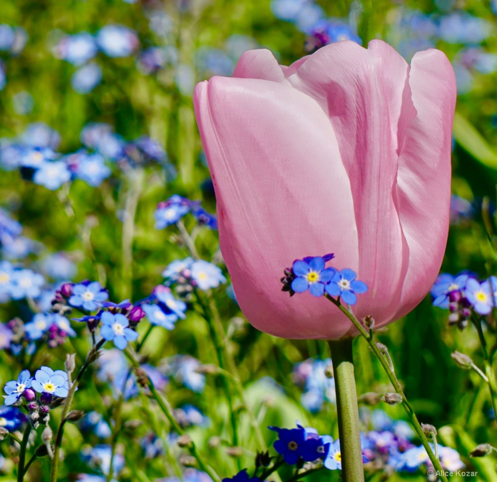 Silky Pink Tulip Salutes Petite Blues  
