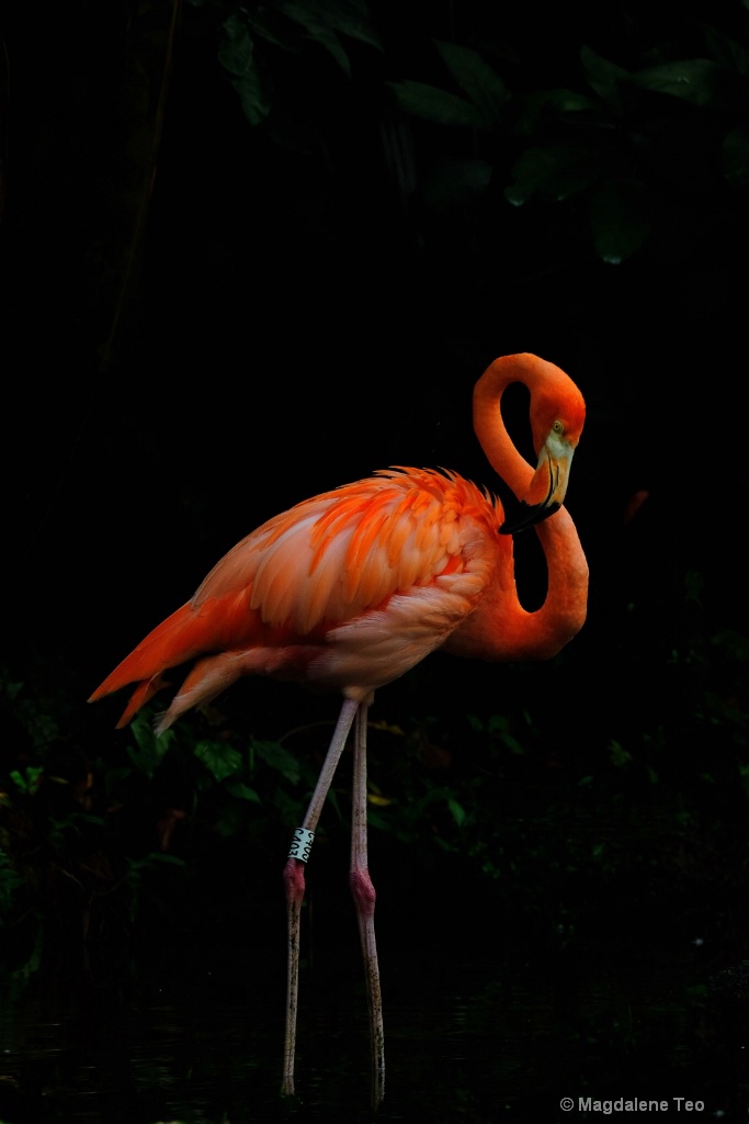 Animal Series - Pink Flamingos 