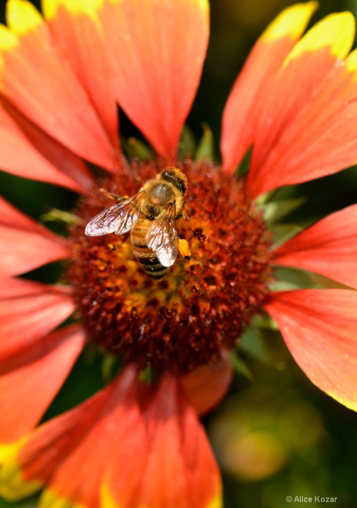 Honeybee Nirvana