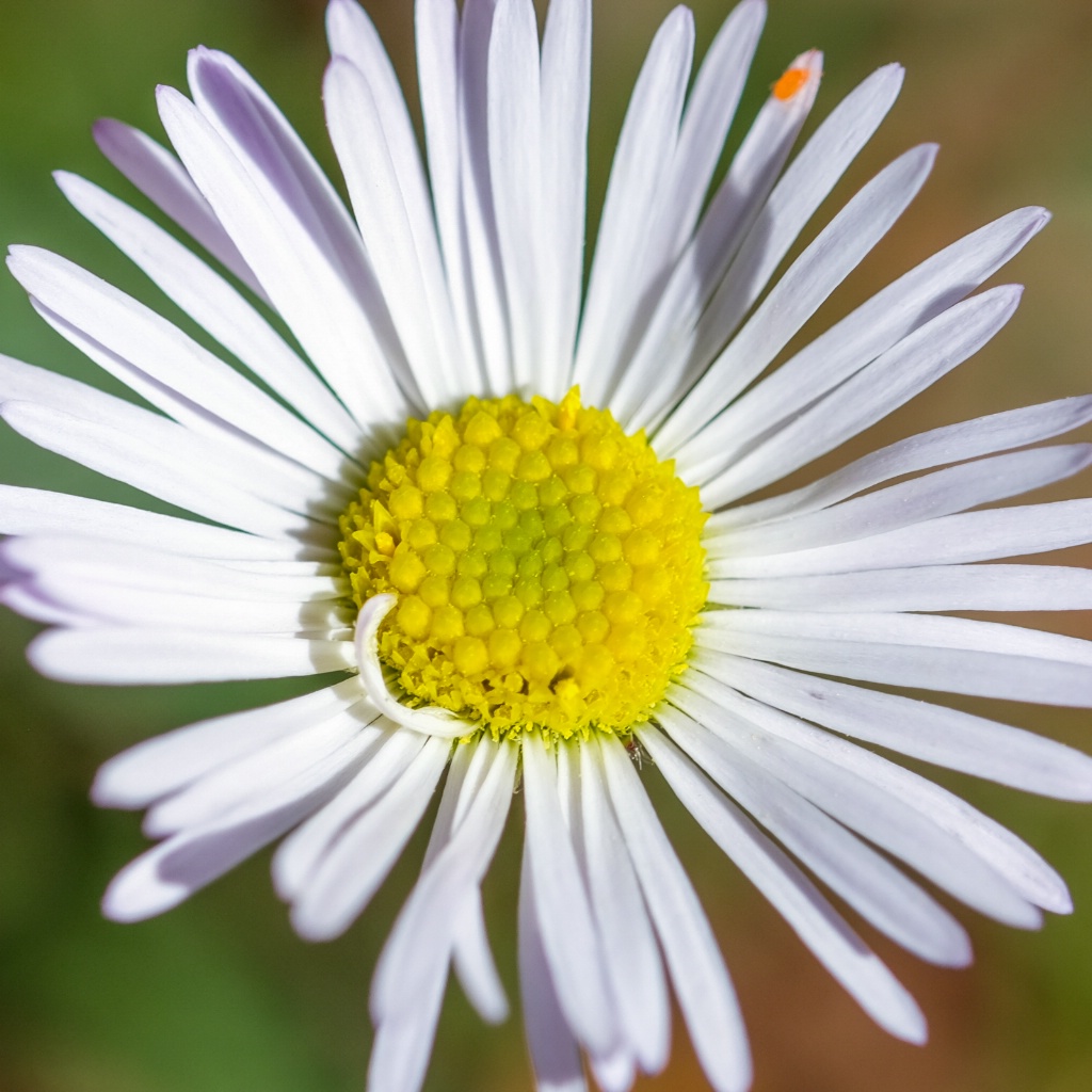 Close-up - natural beauty