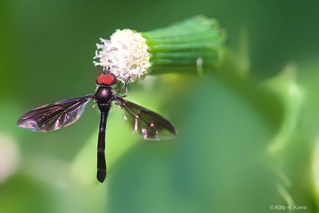 Little Red Eyed Fly