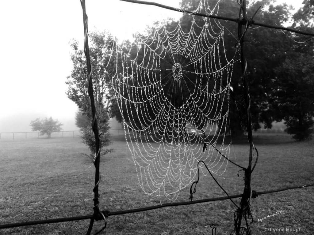 Spider Dew
