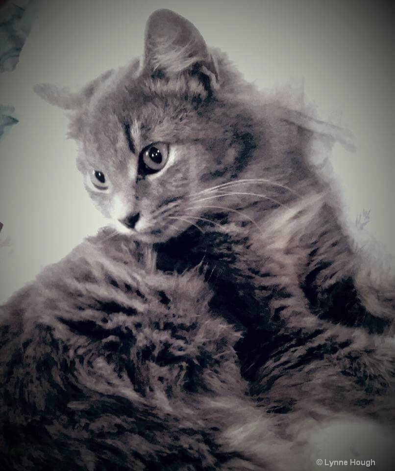 Soft Kitty, Warm Kitty