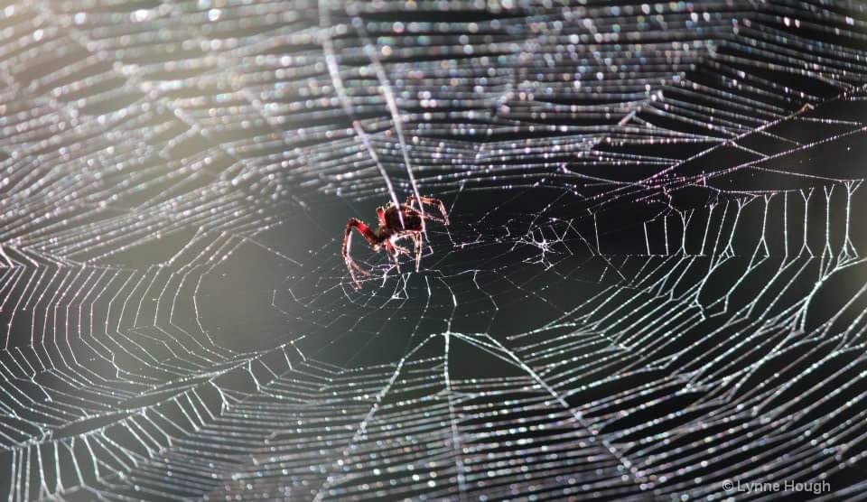 Web of Light