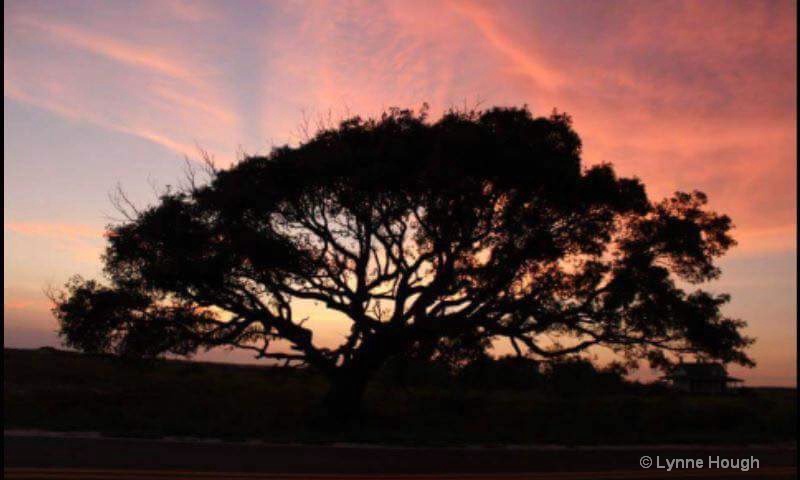 Tree at Ft Pickens