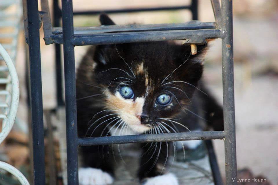 Two-face