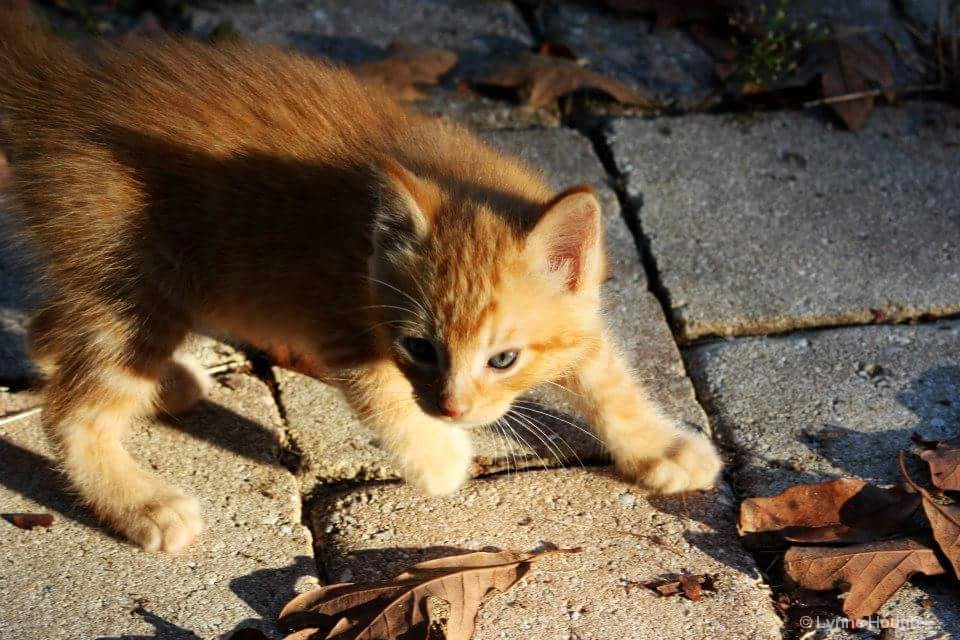 Milo in the Sun