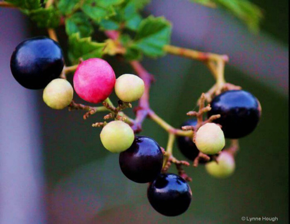 Natural Berries