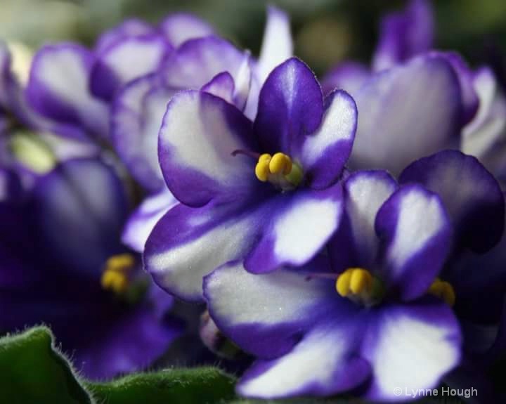 Everlasting Beauty