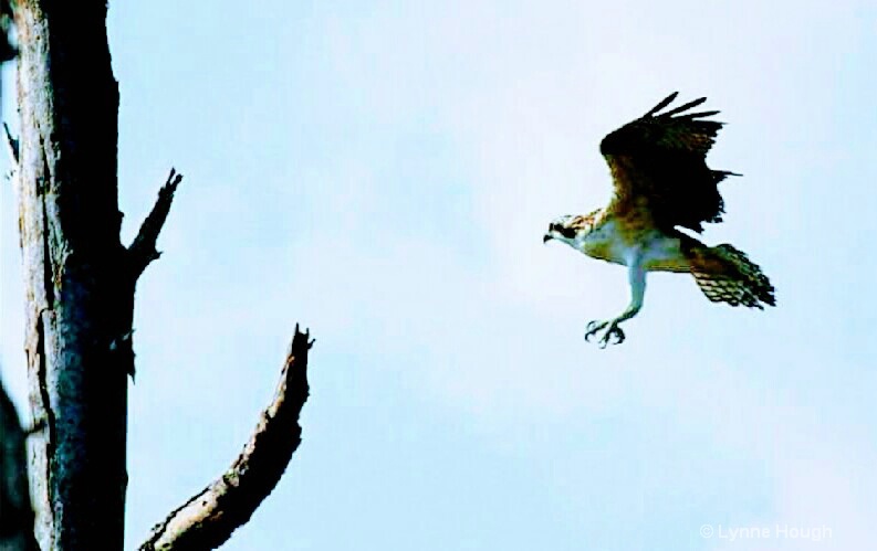 Landing Gear