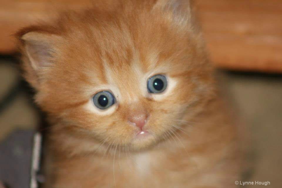 Cutest Kitten in the World