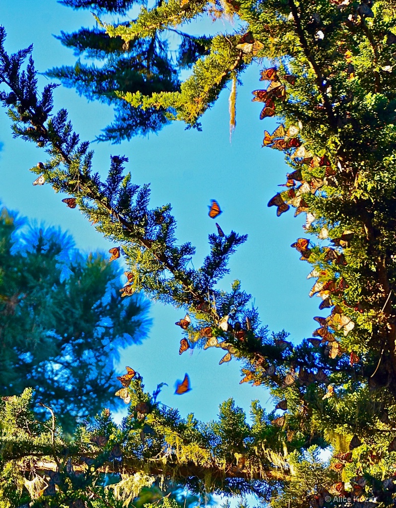 Migrating Monarchs Resting -Pacific Grove Ca