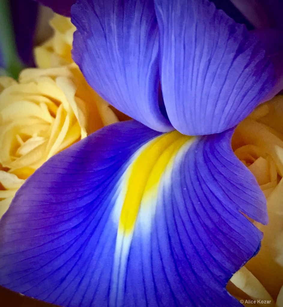 Smilin Iris