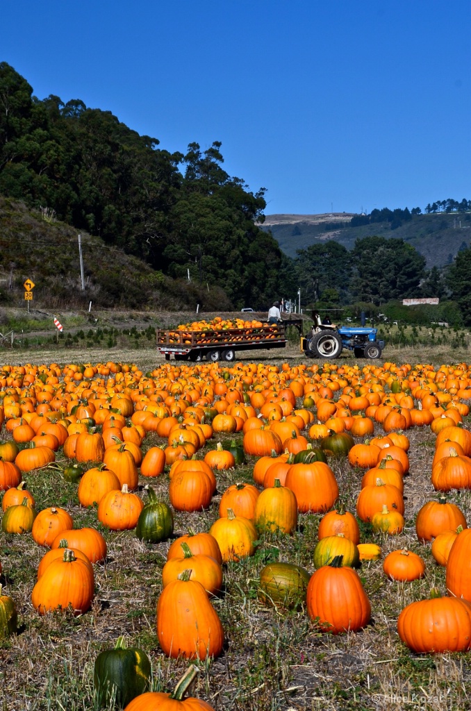 Pumpkin Harvest Time