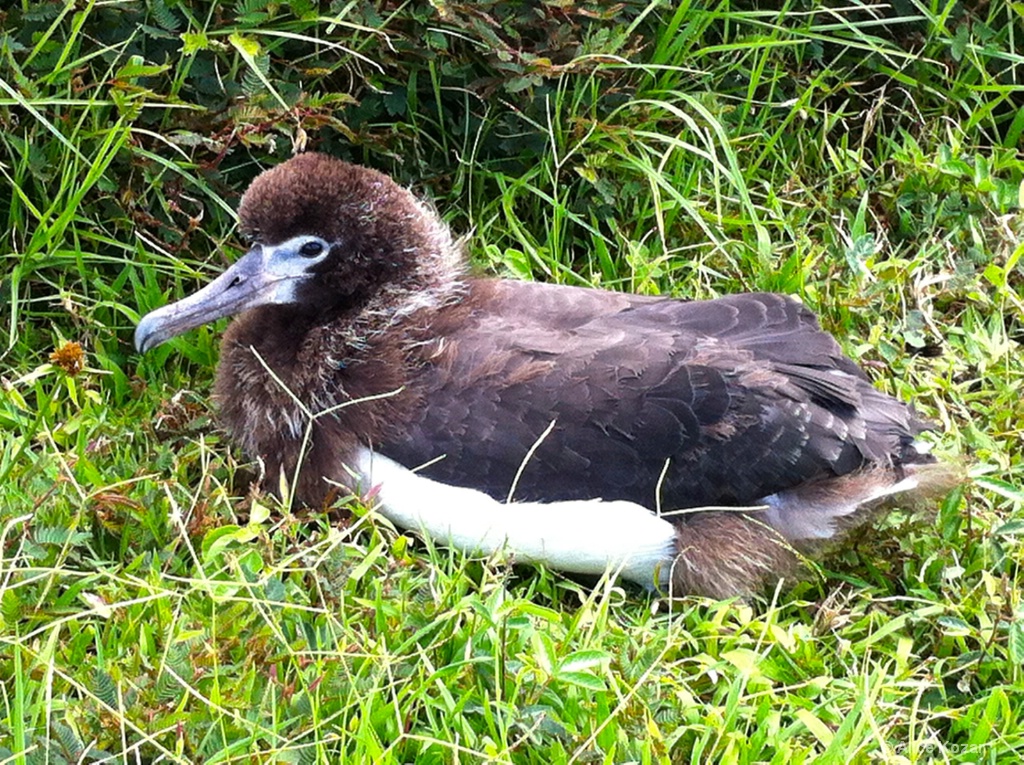 Baby Albatross Waiting For Mom to Return 