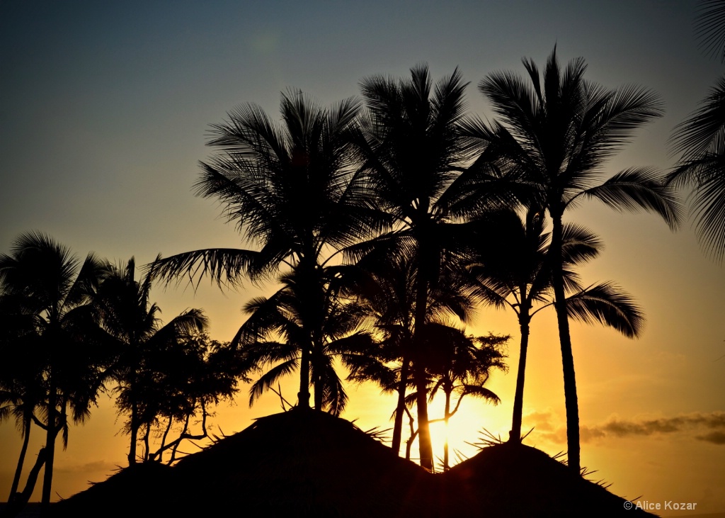 Sunset with Palm Silhouettes