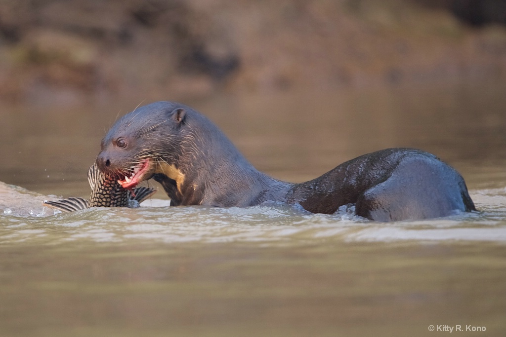 The Otter and the Catfish
