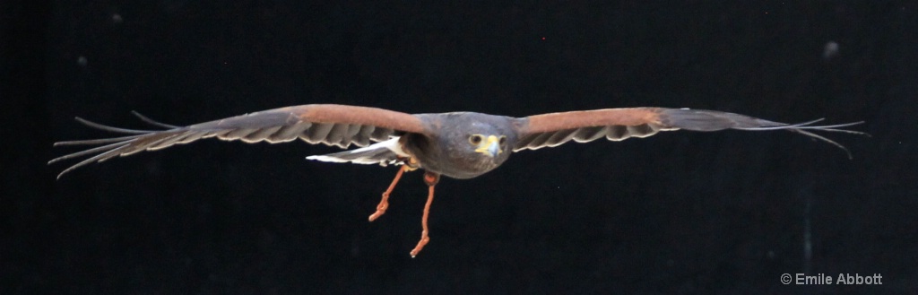 BAY-WINGED HAWK 