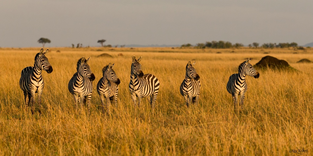 All In A Row