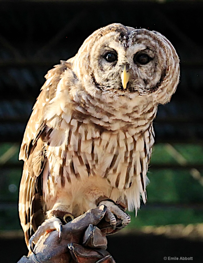 BARRED OWL