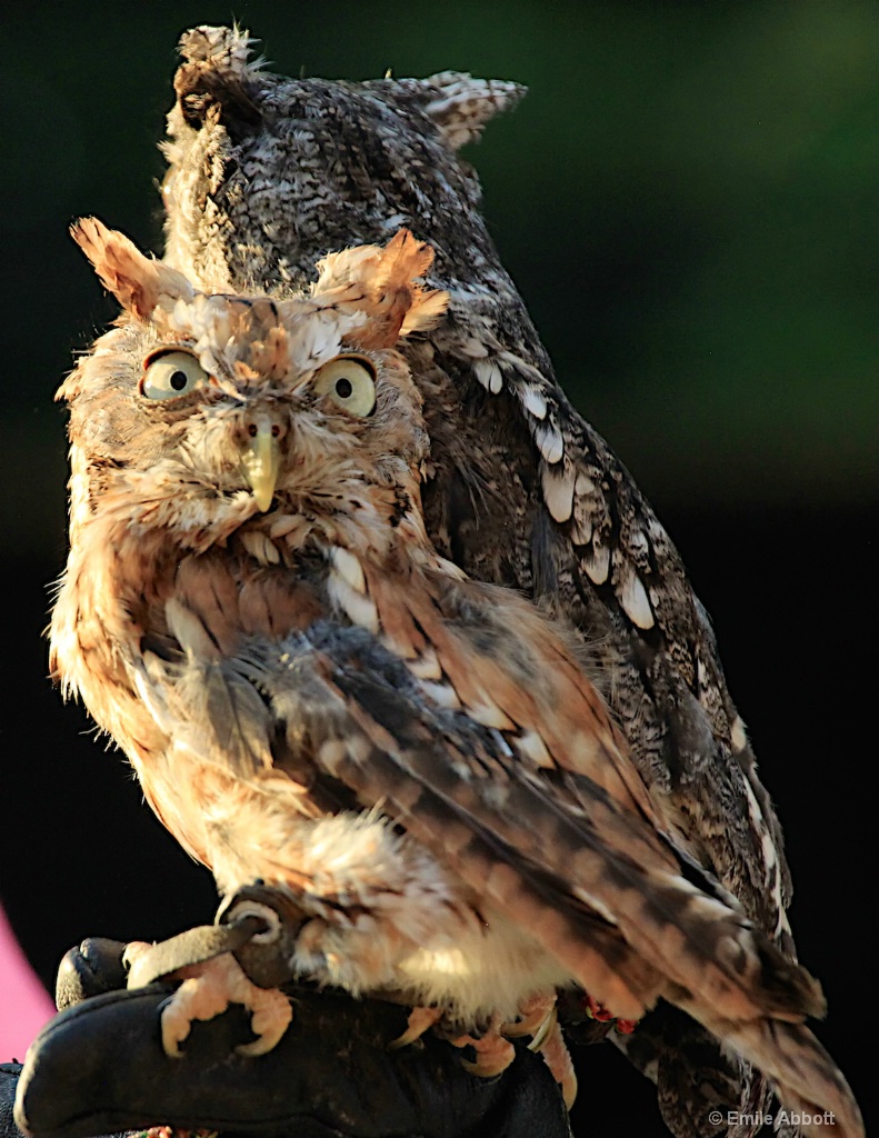 SCREECH OWL